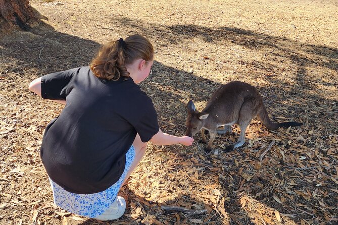 Premium Adelaide Hills Cleland Wildlife and Hahndorf Minibus Tour - The Guide Factor: Why Liz-Style Commentary Makes It Worth Paying