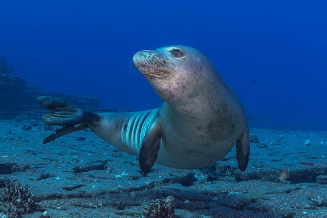 Premium Afternoon Scuba Charter for All Certified Diver Levels - Wildlife Chances in Hawaiian Waters (What You May Spot)