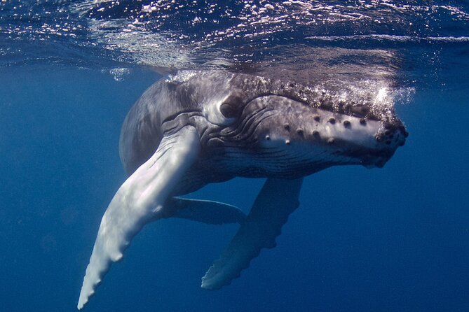 Premium Afternoon Scuba Charter for All Certified Diver Levels - Your 4-Hour Flow: From Poipu Meeting to Kukuiula Harbor