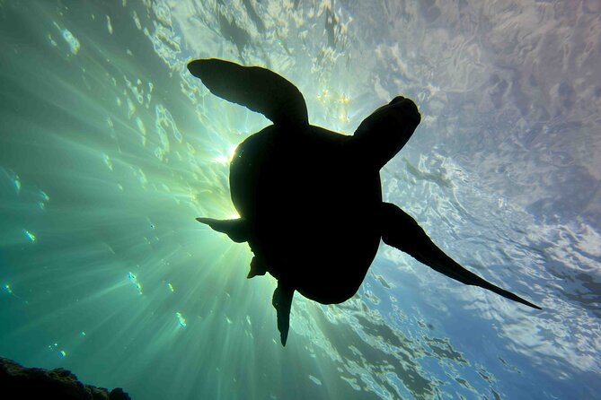 Premium Afternoon Scuba Charter for All Certified Diver Levels - Spouting Horn Stop: A Nice Shift Before the Reef