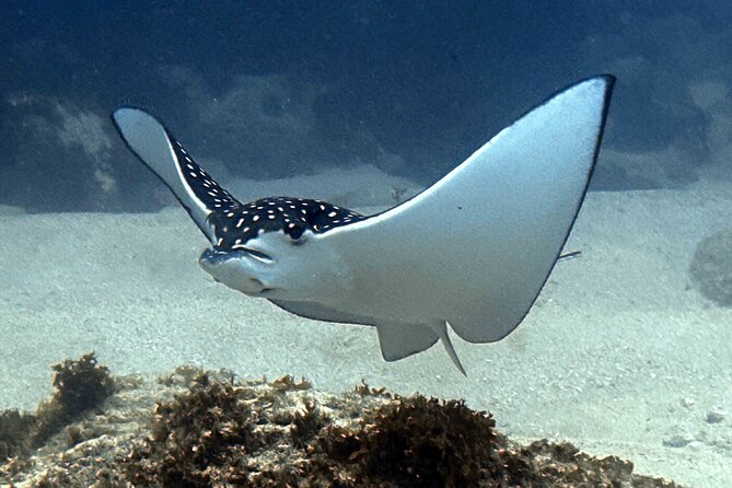 Premium Afternoon Scuba Charter for All Certified Diver Levels - 25+ Site Options and Sheraton Caverns Possibility