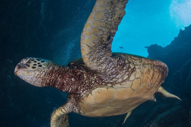 Premium Afternoon Scuba Charter for All Certified Diver Levels - Price and Value: $259.11 for a Premium Afternoon Charter