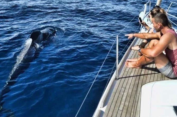 Premium All Inclusive Whale & Dolphin Watching Experience - Key Things That Make This Tour Worth Your Time