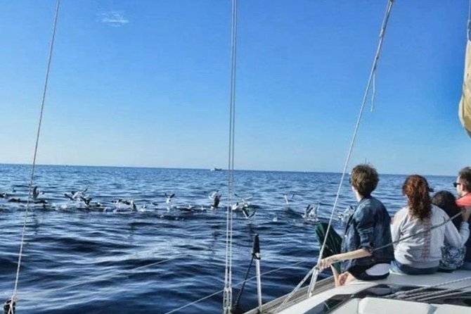 Premium All Inclusive Whale & Dolphin Watching Experience - Meet the Skippers: Juan, Marie, and Paco (What That Means for You)