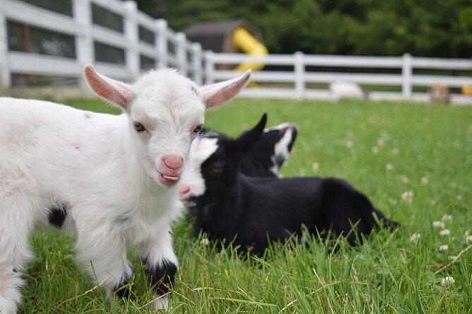 Premium Amish Country Tour including Amish Farm and House - Best timing for photos and field work