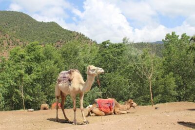 Premium Atlas Mountains & Berber Village Day Trip with Camel Ride - Marrakech pickup to the High Atlas route via Tahnaout and Asni