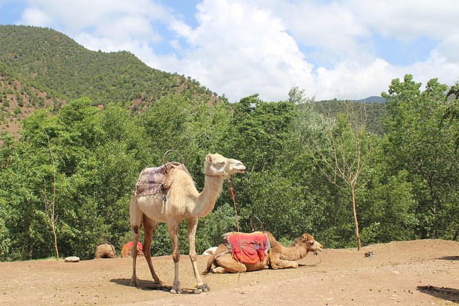 Premium Atlas Mountains & Berber Village Day Trip with Camel Ride - Marrakech pickup to the High Atlas route via Tahnaout and Asni