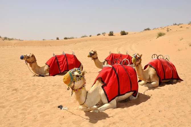 Premium Desert Safari Dubai: Desert Camping & Dune Bashing - Key things I’d watch for before you go