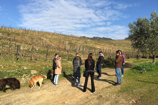 Premium Douro Valley Small-Group Tour, Wine Tasting, Lunch & Boat - Porto to the Douro Valley without the rental-car headache