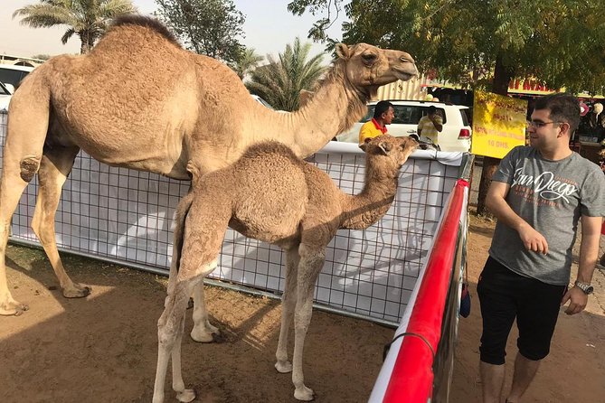 Premium Dubai Desert Safari and Quad Bike Ride - Price and value: is $109 worth it?