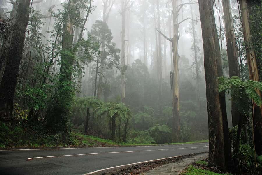 PREMIUM Great Ocean RD Tour REVRS-Luxry SML GRP-Hotel PickUP - Loch Ard Gorge: shipwreck story meets coastline walks