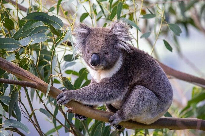 Premium Great Ocean Road Tour IN A Relaxed Way IN Premium Coach - Great Ocean Road Viewpoints + Kennet River Wildlife Chances