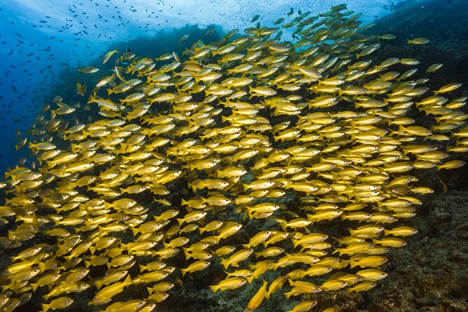 Premium Guided Dive Trip - Outer Great Barrier Reef - The 90-Minute Ride Out: Safety Briefing and Reef Prep