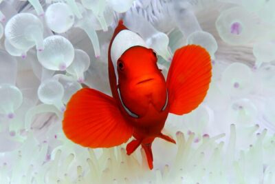 Premium Guided Dive Trip - Outer Great Barrier Reef - Three Reef Sites With a Guide Right Beside You