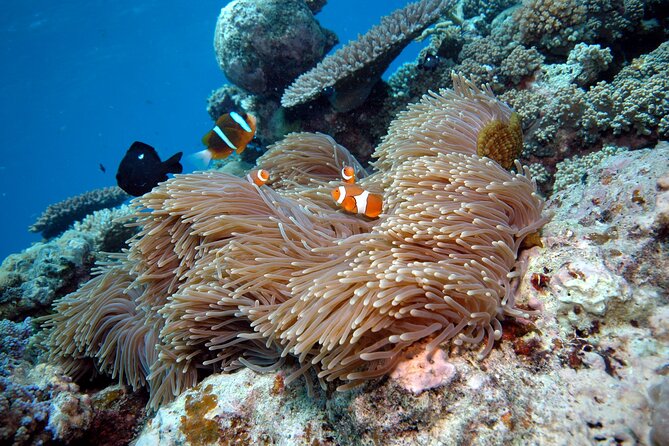 Premium Guided Dive Trip - Outer Great Barrier Reef - Cost and Value: Is $192 a Smart Reef Spend?