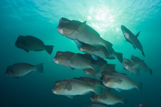 Premium Guided Dive Trip - Outer Great Barrier Reef - Who This Tour Suits Best (and Who Should Think Twice)