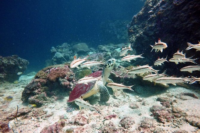 Premium Guided Scuba Diving Day Trip for Certified Divers - Your Day Starts at Chalong and Sails on M/V Matcha