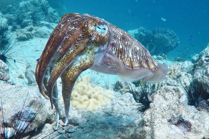 Premium Guided Scuba Diving Day Trip for Certified Divers - Surface Breaks: Snacks, Lunch, Coffee, and Clean Water