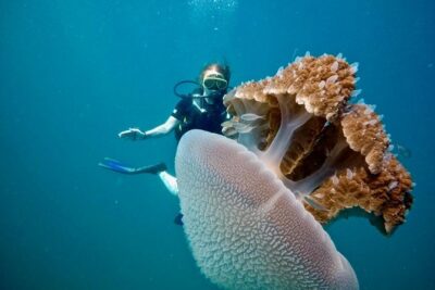 Premium Guided Scuba Diving Day Trip for Certified Divers - Underwater Sites: Coral Gardens, Walls, and Shipwrecks