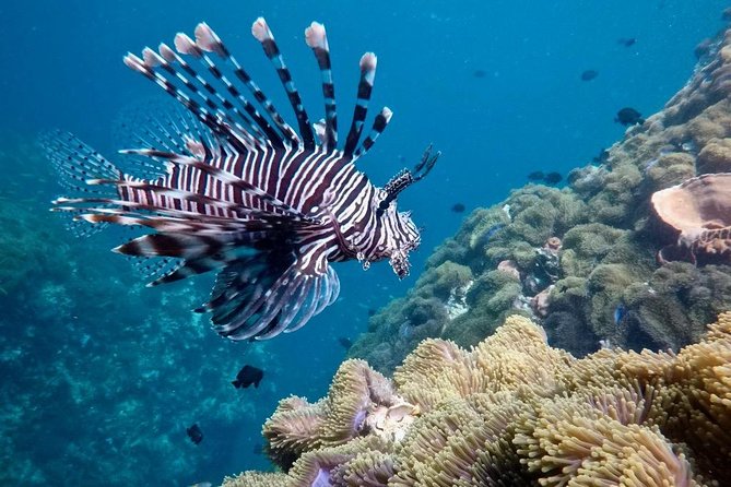 Premium Guided Scuba Diving Day Trip for Certified Divers - Price and Value: Is $162.24 a Good Deal?