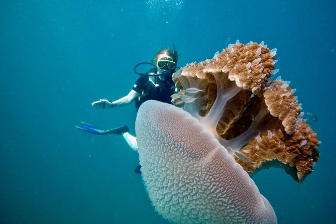 Premium Guided Scuba Diving Day Trip for Certified Divers - Underwater Sites: Coral Gardens, Walls, and Shipwrecks