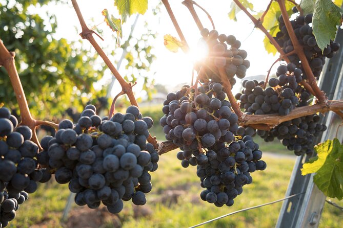 Premium Hunter Valley Wine Tour with Lunch from Sydney - Hunter Valley Gardens: a spirits tasting plus a break from the seats