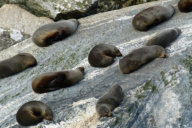 Premium Milford Sound Small Group Tour & Cruise from Queenstown - The Homer Tunnel: hands-built engineering that makes the drive feel alive