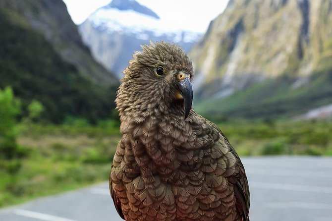 Premium Milford Sound Tour, Cruise & Lunch from Te Anau - Pops View Look Out and Darran Mountains: when altitude and stories matter