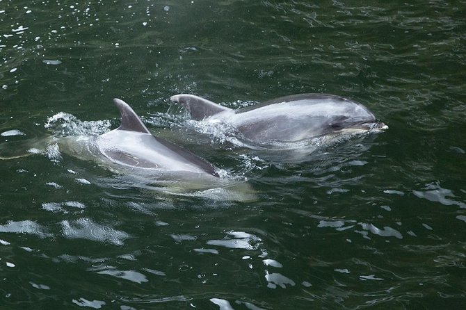 Premium Milford Sound Tour, Cruise & Lunch from Te Anau - Homer Tunnel and Milford Sound: the moment the drive turns into a ritual