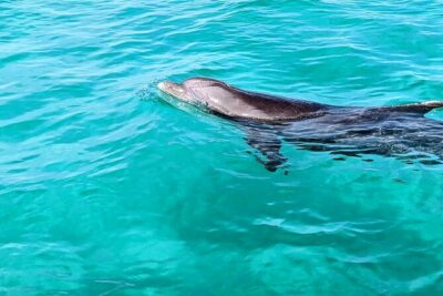 Premium Non-Private 3 Hour Crab Island Tour with Bathroom - Destin Harbor warm-up: dolphins, turtles, and a quick tour of the area
