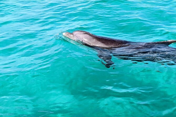 Premium Non-Private 3 Hour Crab Island Tour with Bathroom - Destin Harbor warm-up: dolphins, turtles, and a quick tour of the area