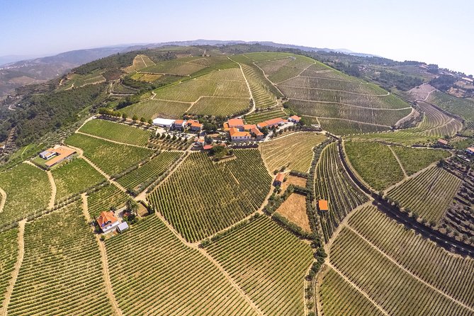 Premium Private Douro Tour: 3 Wineries with Tastings & Lunch - Small-Group Energy, Expert Guides, and Flexible Hospitality