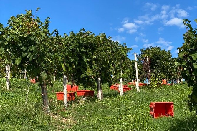 Premium Private Prosecco Hills Tour - 2 Wineries. Private tour. - What You Get Included (and Why It’s More Than Just Wine)