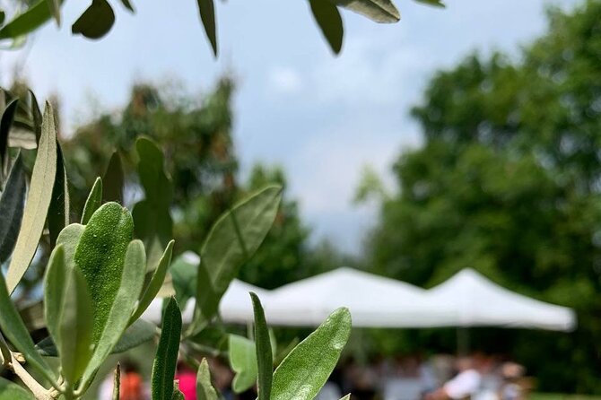 Premium Private Prosecco Hills Tour - 2 Wineries. Private tour. - The First Winery Stop: 3 Prosecco DOCG Outdoors With Salumi and Formaggi
