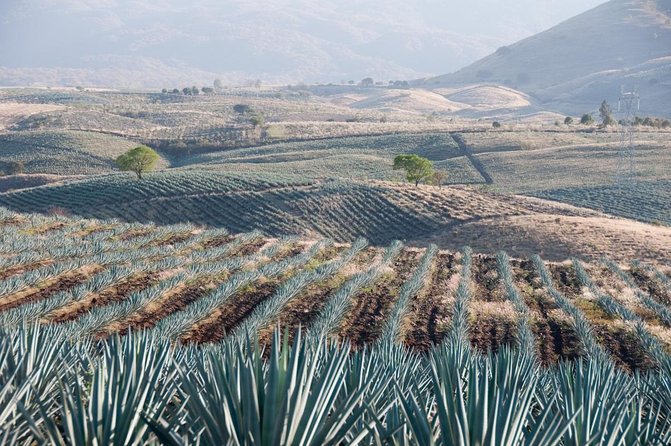 Premium Private Tequila Tour - Key Highlights You’ll Care About