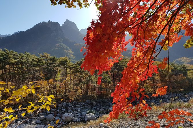 [Premium Private Tour] Mt Seorak & East Sea or Nami island from Seoul - Nami Island: a cinematic break if you choose the ferry option