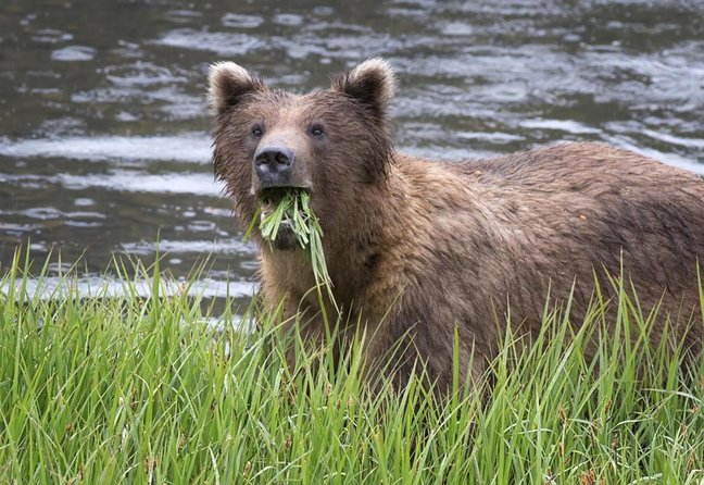 PREMIUM Sitka Scenic Tour - Quick hits you’ll care about