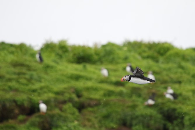 Premium Small-Group Puffin & Bird Watching tour from Reykjavík - Key highlights worth getting excited about