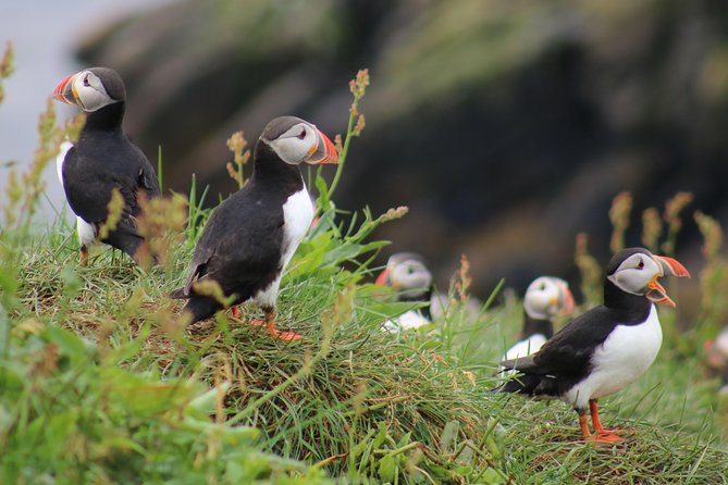 Premium Small-Group Puffin & Bird Watching tour from Reykjavík - Old Harbour check-in: how the tour stays easy and efficient