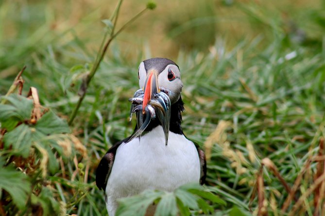 Premium Small-Group Puffin & Bird Watching tour from Reykjavík - Puffins, great auk, and gannets: the bird list you can actually plan for