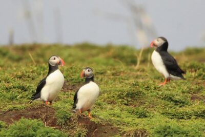 Premium Small-Group Puffin & Bird Watching tour from Reykjavík - Akurey and nearby nature reserves: what “close” really means