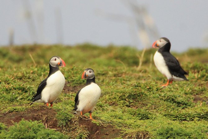 Premium Small-Group Puffin & Bird Watching tour from Reykjavík - Akurey and nearby nature reserves: what “close” really means