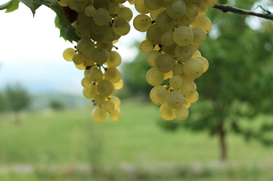 Premium wine hike Stuttgart with games and winemaker's snack - Snacks that hit the right notes: pretzels, cheese, grapes, and nibbles
