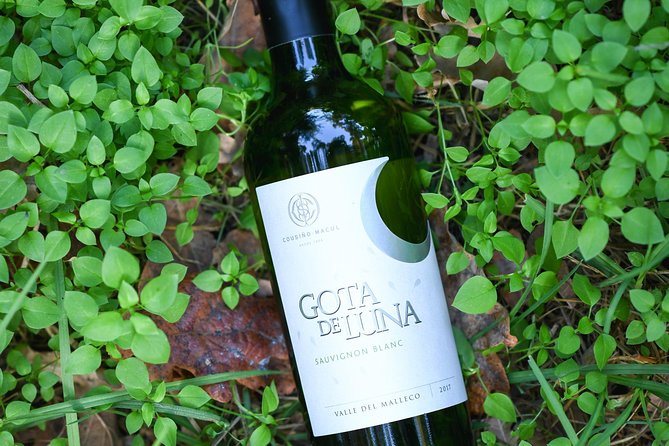 "Premium Wine Tour" Viña Cousiño Macul Official english - Should you book the Cousiño Macul Premium Wine Tour?
