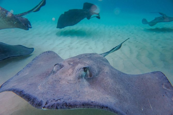 Private, luxury, custom charters to Stingray City, Snorkeling & More - Rum Point and snorkeling the reef without the crowd-pressure