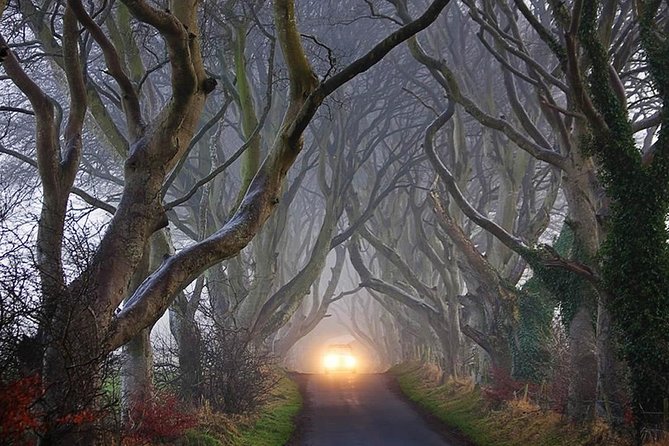 Private Luxury Mercedes Rope Bridge Giants Causeway Coastal Tour - The Dark Hedges: beech tree tunnel and GoT’s King’s Road