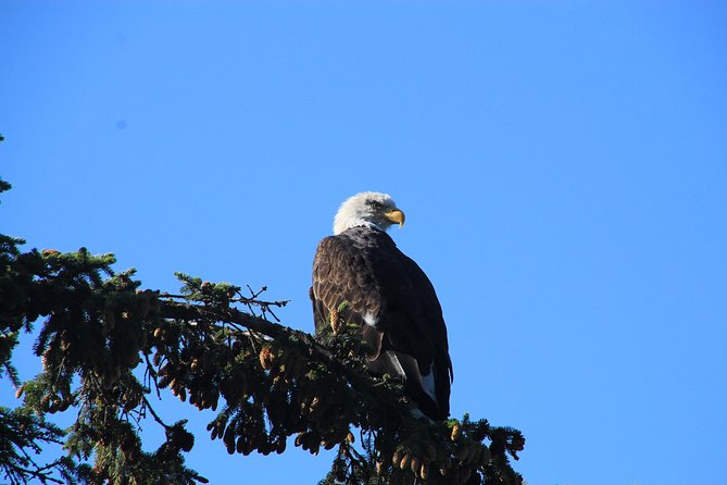 Private luxury shore excursion Skagway, AK to Emerald Lake, Yukon. - Should you book this private shore excursion?