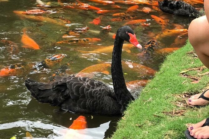 Private luxury tour of Oahu island - Dole Plantation: a quick pineapple checkpoint, not a long stay
