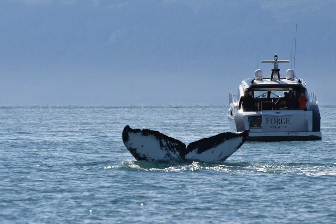 Private Luxury Whale Watch - Juneau Whale Territory: Why Auke Bay Sets You Up Well