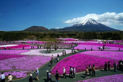 Private Mount Fuji Tour in Luxury Vehicle with English Guide - Getting Started in Shibuya and Settling Into the Luxury Ride